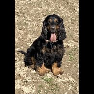 Cockapoo - Both