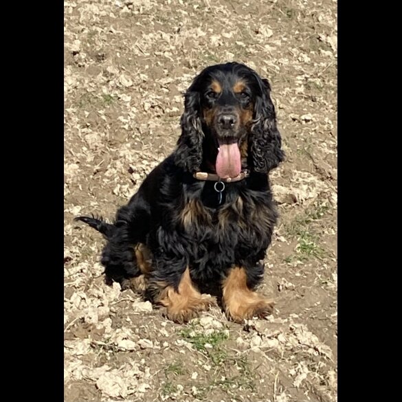 Cockapoo - Both