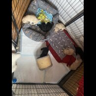 Cockapoo - Both