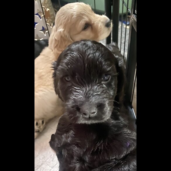 Cockapoo - Both