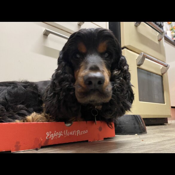 Cockapoo - Both