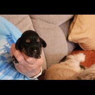 Cocker Spaniel (Working &amp; Show) - Bitches