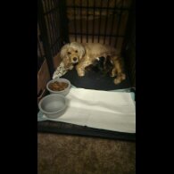 Cocker Spaniel (Working &amp; Show) - Bitches