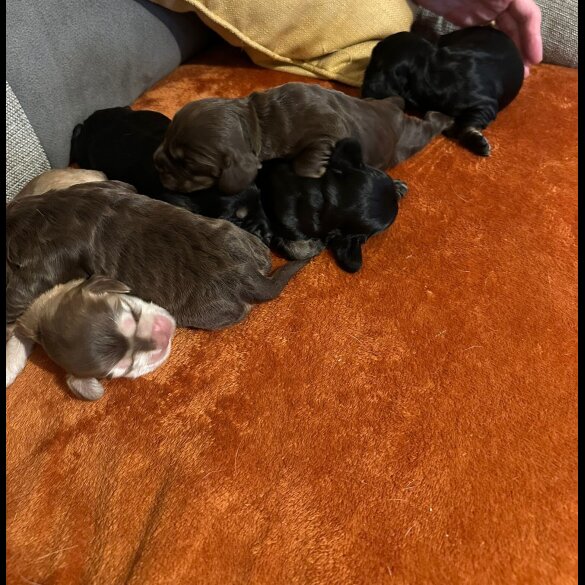 Cocker Spaniel (Working &amp; Show) - Bitches