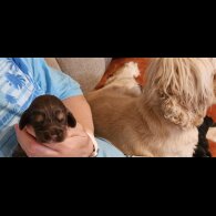 Cocker Spaniel (Working &amp; Show) - Bitches