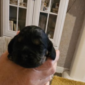 Cocker Spaniel (Working &amp; Show) - Bitches