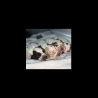 Cocker Spaniel (Working &amp; Show) - Both