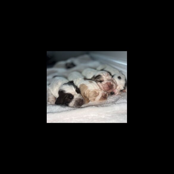 Cocker Spaniel (Working &amp; Show) - Both