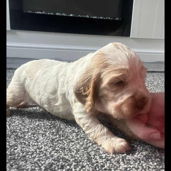 Cocker Spaniel (Working &amp; Show) - Both