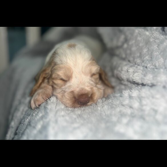 Cocker Spaniel (Working &amp; Show) - Both