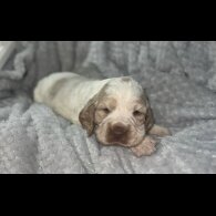Cocker Spaniel (Working &amp; Show) - Both