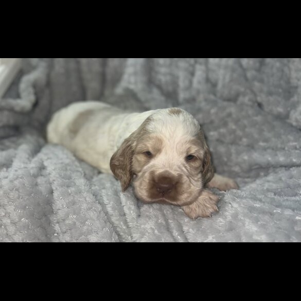 Cocker Spaniel (Working &amp; Show) - Both