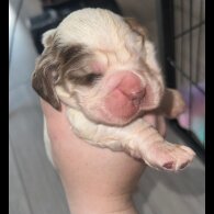 Cocker Spaniel (Working &amp; Show) - Both