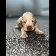 Cocker Spaniel (Working &amp; Show) - Both