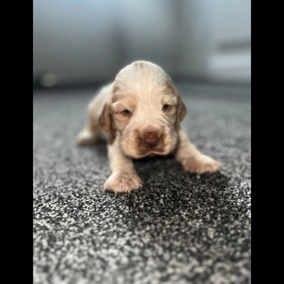 Cocker Spaniel (Working &amp; Show) - Both