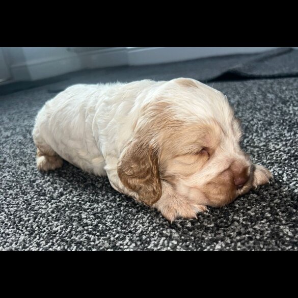 Cocker Spaniel (Working &amp; Show) - Both