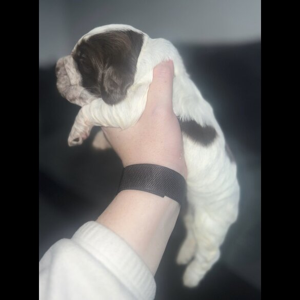 Cocker Spaniel (Working &amp; Show) - Both