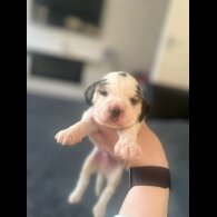 Cocker Spaniel (Working &amp; Show) - Both