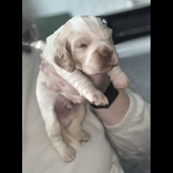 Cocker Spaniel (Working &amp; Show) - Both
