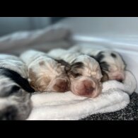 Cocker Spaniel (Working &amp; Show) - Both