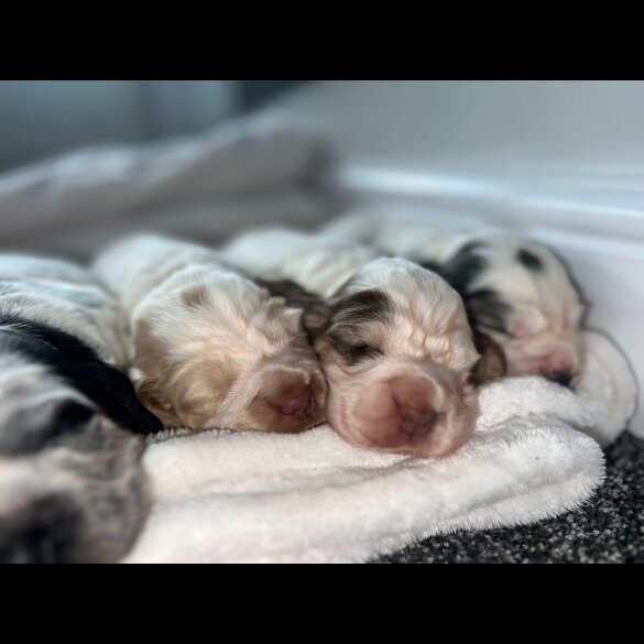 Cocker Spaniel (Working &amp; Show) - Both