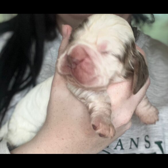 Cocker Spaniel (Working &amp; Show) - Both