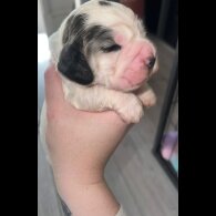 Cocker Spaniel (Working &amp; Show) - Both