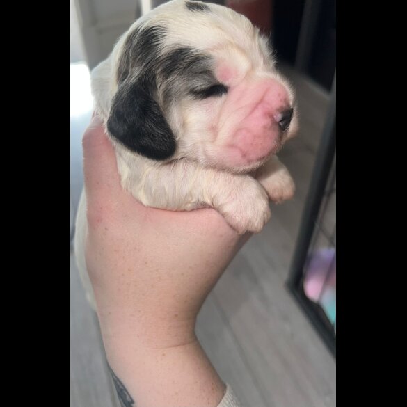 Cocker Spaniel (Working &amp; Show) - Both