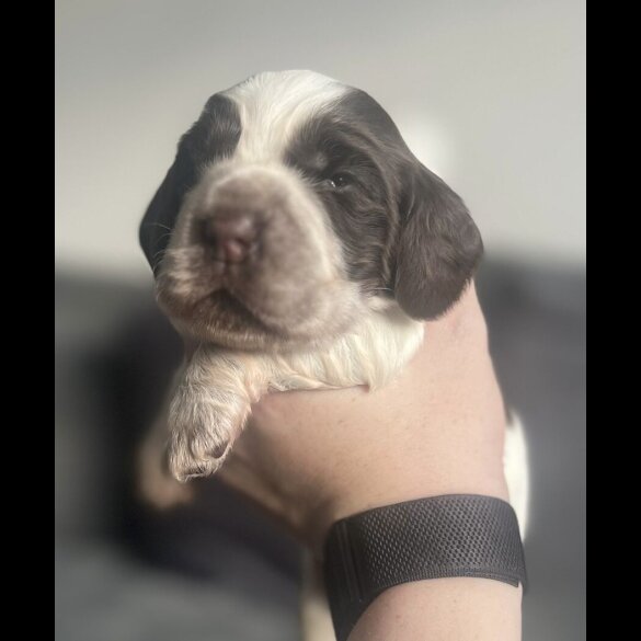 Cocker Spaniel (Working &amp; Show) - Both