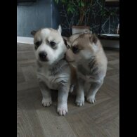Siberian Husky - Both