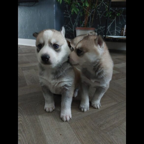 Siberian Husky - Both