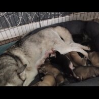 Siberian Husky - Both