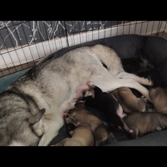 Siberian Husky - Both