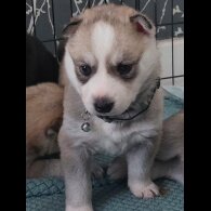 Siberian Husky - Both