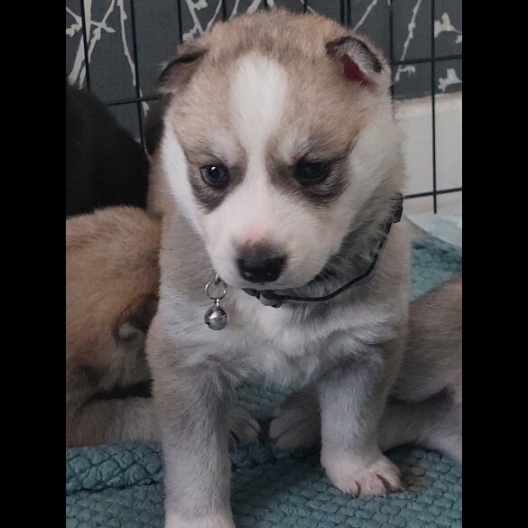 Siberian Husky - Both