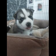 Siberian Husky - Both