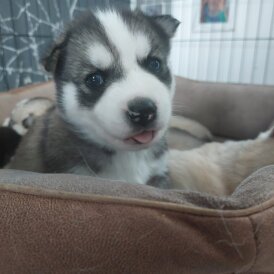 Siberian Husky - Both