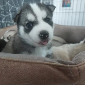 Siberian Husky - Both