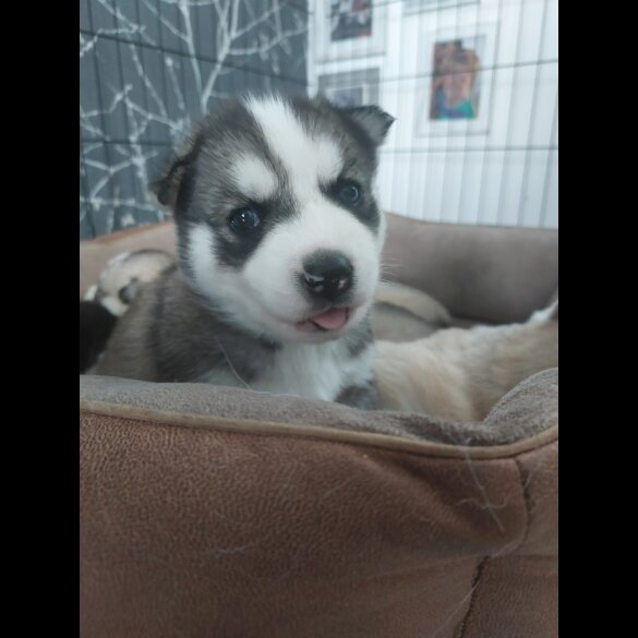Siberian Husky - Both