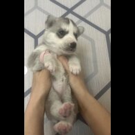 Siberian Husky - Both