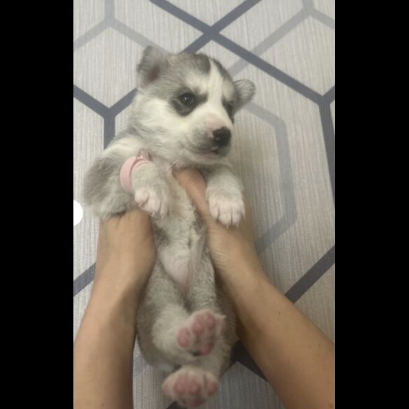 Siberian Husky - Both