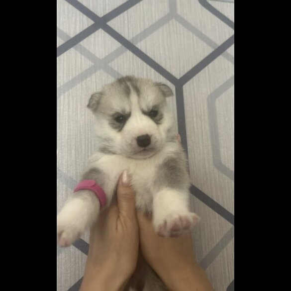Siberian Husky - Both