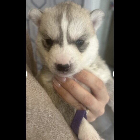 Siberian Husky - Both