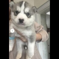 Siberian Husky - Both