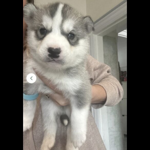 Siberian Husky - Both