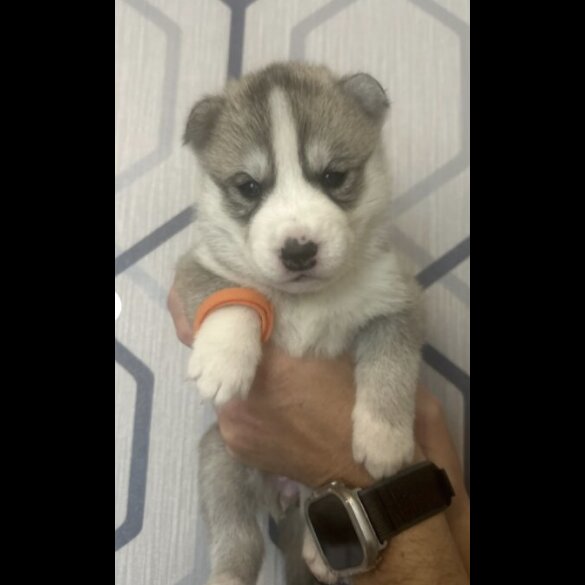 Siberian Husky - Both