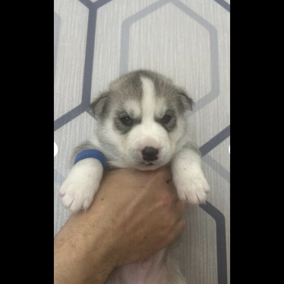 Siberian Husky - Both