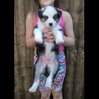 Siberian Husky - Both