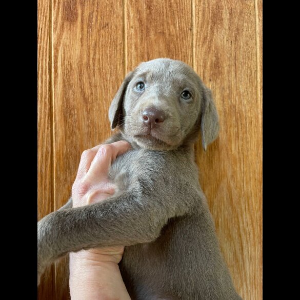 Labrador Retriever - Both