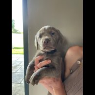 Labrador Retriever - Both